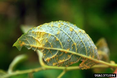 willow rust, Melampsora salicina (Uredinales: Melampsoraceae)