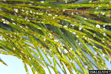 needle rust, Coleosporium senecionis (Uredinales: Coleosporiaceae)