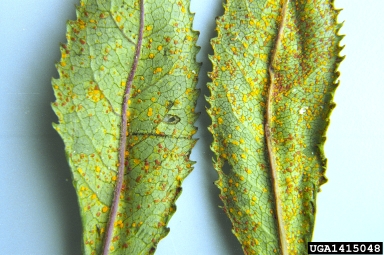 needle rust, Coleosporium senecionis (Uredinales: Coleosporiaceae)