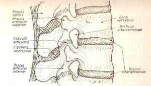 articulare biologie