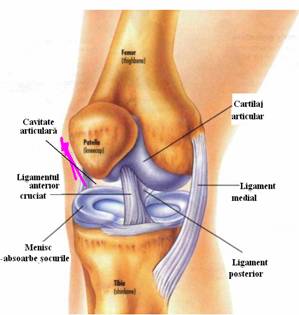 Clasificarea structurala a articulatiilor - sinartrozele, diartrozele : Sistemul osos