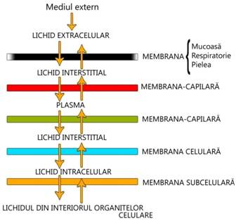 imgioana