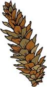 Pinecone_2.jpg