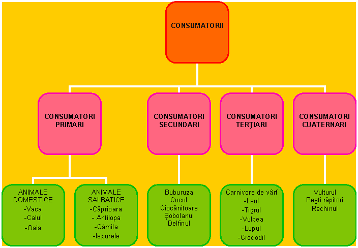 Organization Chart