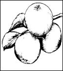 fruit.gif