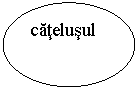 Oval: catelusul