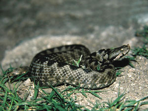 Vipera