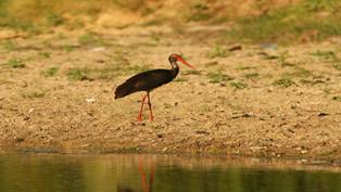 barza neagra / Ciconia nigra / black stork