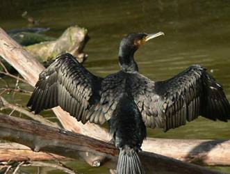 Cormoranul mic (Phalacrocorax pygmeus)