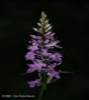 http://www.buila.ro/uploads_ro/images/421/thumb-Dactylorhiza_sp..jpg