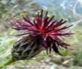 http://www.buila.ro/uploads_ro/images/423/thumb-Pesma_Centaurea_atropurpurea.jpg