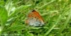 http://www.buila.ro/uploads_ro/images/426/thumb-Lycaena_dispar.jpg