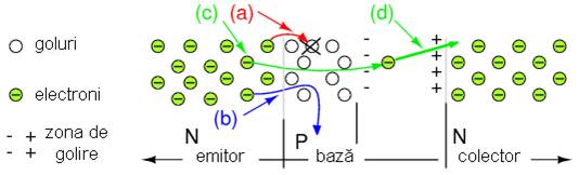 comportamentul electronilor la intrarea in baza dinspre emitor: (a) pierduti datorita recombinarii cu golurile bazei; (b) se deplaseaza spre contactul bazei si inspre borna pozitiva a sursei de alimentare; (c) majoritatea trec prin zona ingusta de golire baza-colector inspre colector; (d) electronii sunt atrasi de campul electric al zonei de golire inspre colector