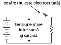 pasarile ce se aseaza pe liniile de inalta tensiune nu se electrocuteaza