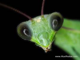 praying-mantid-dark-eyed