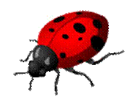 lady bug