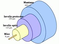 D:lectiifibra-optica.gif