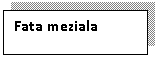 Text Box: Fata meziala