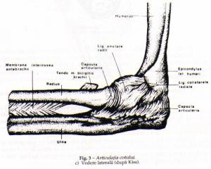 articulatia radio cubitala superioara