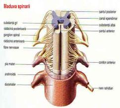 maduva