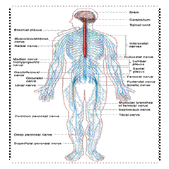 C:UsersNicu&AndreeaDesktoplicientaNervous_system_diagram.png