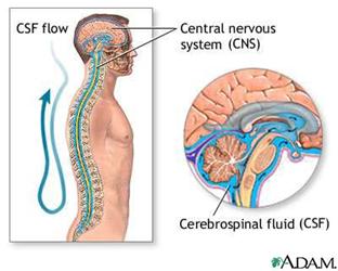 Normal anatomy