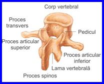 schema vertebra