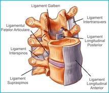 structuri ligamentare