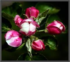 cherry-blossom-buds