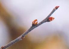 huckleberry bud