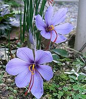 Two lilac-violet flowers appear among a clump of
 thin, blade-like vertical leaves. Various small weeds and other plants 
grow from black soil and are shown in overcast daylight.