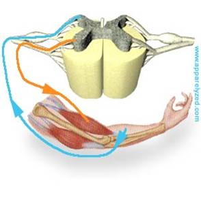 myotomes-dermatomes 1.jpg