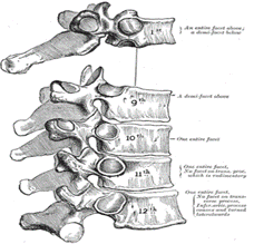 The first and ninth through twelfth thoracic vertebra have some peculiarities