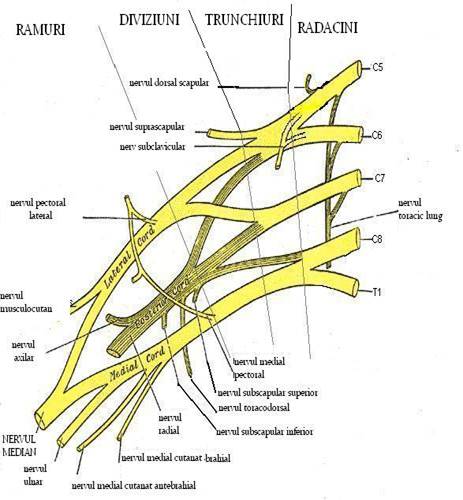 Plexul brahial schema