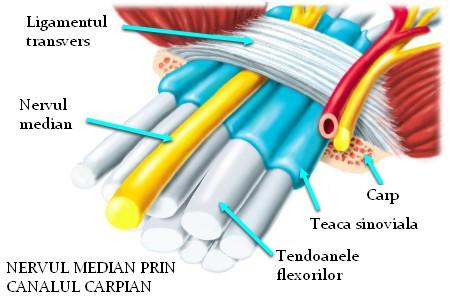 Nervul median prin canalul carpian schema