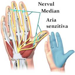 Aria senzitiva a nervului median schema
