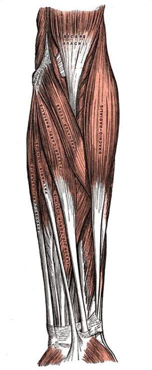 Musculatura antebratului Gray