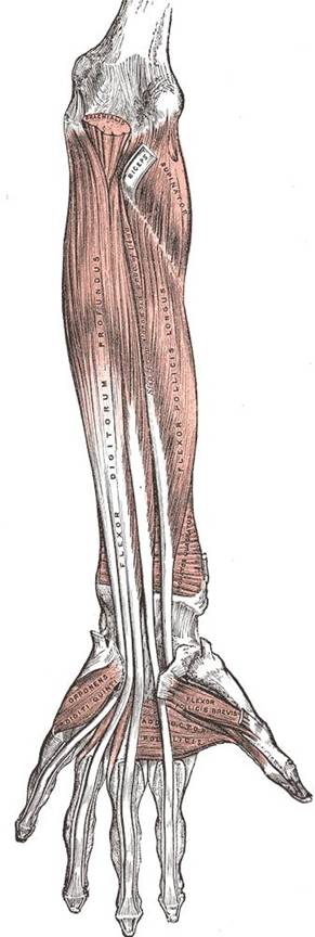 Musculatura profunda a antebratului Gray