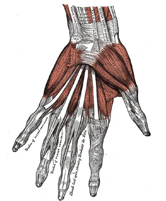 Musculatura mainii Gray