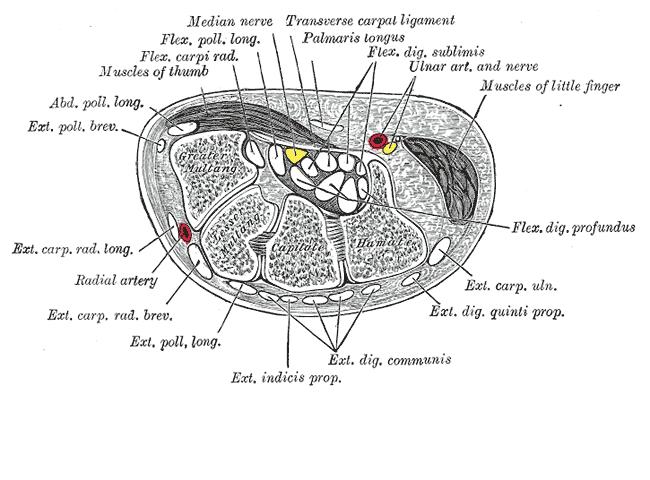 Sectiune prin carp Gray.JPG