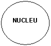 Oval: NUCLEU
