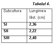 Text Box: Tabelul 4.                                                                       
Subcultura	Lungimea last. (cm)
SI	2,36
SII	2,22
SIII	2,40



